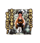 馬じゃなくって猫年だにゃ！！！年賀スタンプ（個別スタンプ：19）