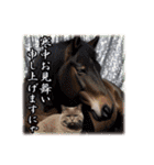 馬じゃなくって猫年だにゃ！！！年賀スタンプ（個別スタンプ：23）