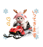 スコティッシュ猫 可愛いトナカイ帽 冬（個別スタンプ：14）