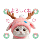 スコティッシュ猫 可愛いトナカイ帽 冬（個別スタンプ：19）