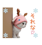 スコティッシュ猫 可愛いトナカイ帽 冬（個別スタンプ：25）