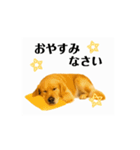 【動く】ゴールデンレトリバー★家族連絡★（個別スタンプ：2）