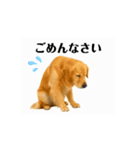 【動く】ゴールデンレトリバー★家族連絡★（個別スタンプ：4）