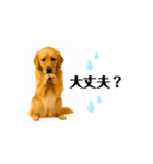 【動く】ゴールデンレトリバー★家族連絡★（個別スタンプ：7）