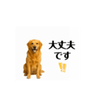 【動く】ゴールデンレトリバー★家族連絡★（個別スタンプ：8）
