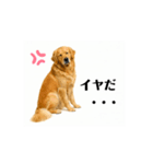 【動く】ゴールデンレトリバー★家族連絡★（個別スタンプ：10）