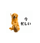 【動く】ゴールデンレトリバー★家族連絡★（個別スタンプ：11）