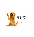【動く】ゴールデンレトリバー★家族連絡★（個別スタンプ：12）