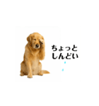 【動く】ゴールデンレトリバー★家族連絡★（個別スタンプ：13）