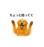 【動く】ゴールデンレトリバー★家族連絡★（個別スタンプ：14）