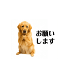 【動く】ゴールデンレトリバー★家族連絡★（個別スタンプ：16）