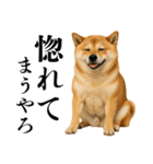 酒呑みの柴犬【シュールな日常】（個別スタンプ：5）