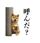 酒呑みの柴犬【シュールな日常】（個別スタンプ：6）
