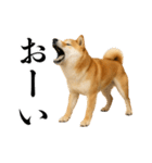 酒呑みの柴犬【シュールな日常】（個別スタンプ：7）