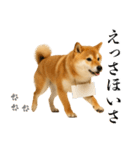 酒呑みの柴犬【シュールな日常】（個別スタンプ：8）