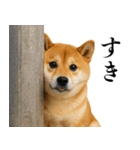 酒呑みの柴犬【シュールな日常】（個別スタンプ：9）