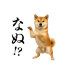 酒呑みの柴犬【シュールな日常】（個別スタンプ：13）