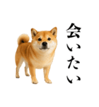 酒呑みの柴犬【シュールな日常】（個別スタンプ：15）