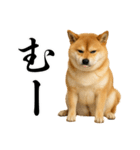 酒呑みの柴犬【シュールな日常】（個別スタンプ：16）