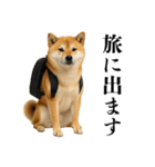 酒呑みの柴犬【シュールな日常】（個別スタンプ：17）