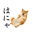 酒呑みの柴犬【シュールな日常】（個別スタンプ：18）