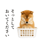 酒呑みの柴犬【シュールな日常】（個別スタンプ：19）