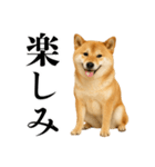 酒呑みの柴犬【シュールな日常】（個別スタンプ：20）