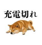 酒呑みの柴犬【シュールな日常】（個別スタンプ：21）