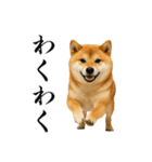 酒呑みの柴犬【シュールな日常】（個別スタンプ：22）