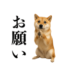 酒呑みの柴犬【シュールな日常】（個別スタンプ：23）