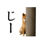 酒呑みの柴犬【シュールな日常】（個別スタンプ：24）