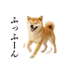 酒呑みの柴犬【シュールな日常】（個別スタンプ：25）