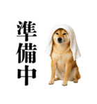 酒呑みの柴犬【シュールな日常】（個別スタンプ：26）