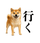 酒呑みの柴犬【シュールな日常】（個別スタンプ：27）