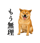 酒呑みの柴犬【シュールな日常】（個別スタンプ：28）