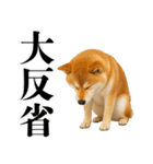 酒呑みの柴犬【シュールな日常】（個別スタンプ：29）