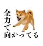 酒呑みの柴犬【シュールな日常】（個別スタンプ：30）