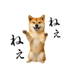 酒呑みの柴犬【シュールな日常】（個別スタンプ：32）