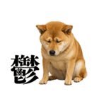 酒呑みの柴犬【シュールな日常】（個別スタンプ：33）