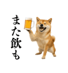 酒呑みの柴犬【シュールな日常】（個別スタンプ：34）