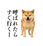 酒呑みの柴犬【シュールな日常】（個別スタンプ：35）