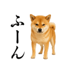 酒呑みの柴犬【シュールな日常】（個別スタンプ：36）