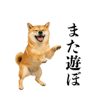 酒呑みの柴犬【シュールな日常】（個別スタンプ：37）