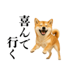 酒呑みの柴犬【シュールな日常】（個別スタンプ：38）