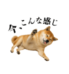 酒呑みの柴犬【シュールな日常】（個別スタンプ：39）