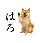 酒呑みの柴犬【シュールな日常】（個別スタンプ：40）