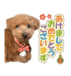 冬♡年末年始(あけおめ) トイプードル 犬（個別スタンプ：1）