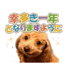冬♡年末年始(あけおめ) トイプードル 犬（個別スタンプ：3）