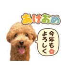 冬♡年末年始(あけおめ) トイプードル 犬（個別スタンプ：5）