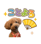 冬♡年末年始(あけおめ) トイプードル 犬（個別スタンプ：6）